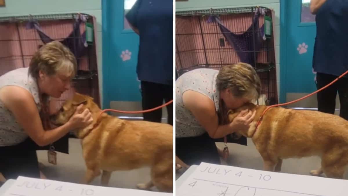 Il cane più anziano è tornato tra le braccia della sua proprietaria dopo essersi perso (Video)