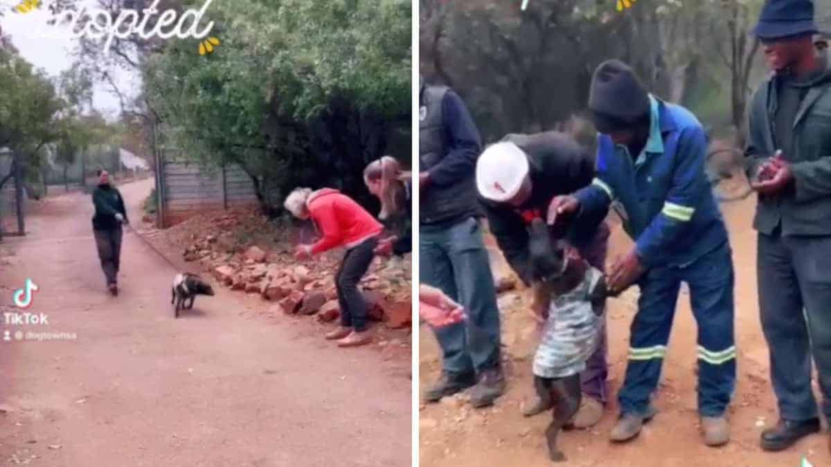 Cucciolone corre per salutare chi se ne prendeva cura al canile, dopo essere stato adottato (Video)