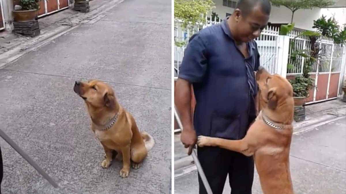 Il cucciolo rimproverato torna a casa tardi ed abbraccia il suo umano per scusarsi