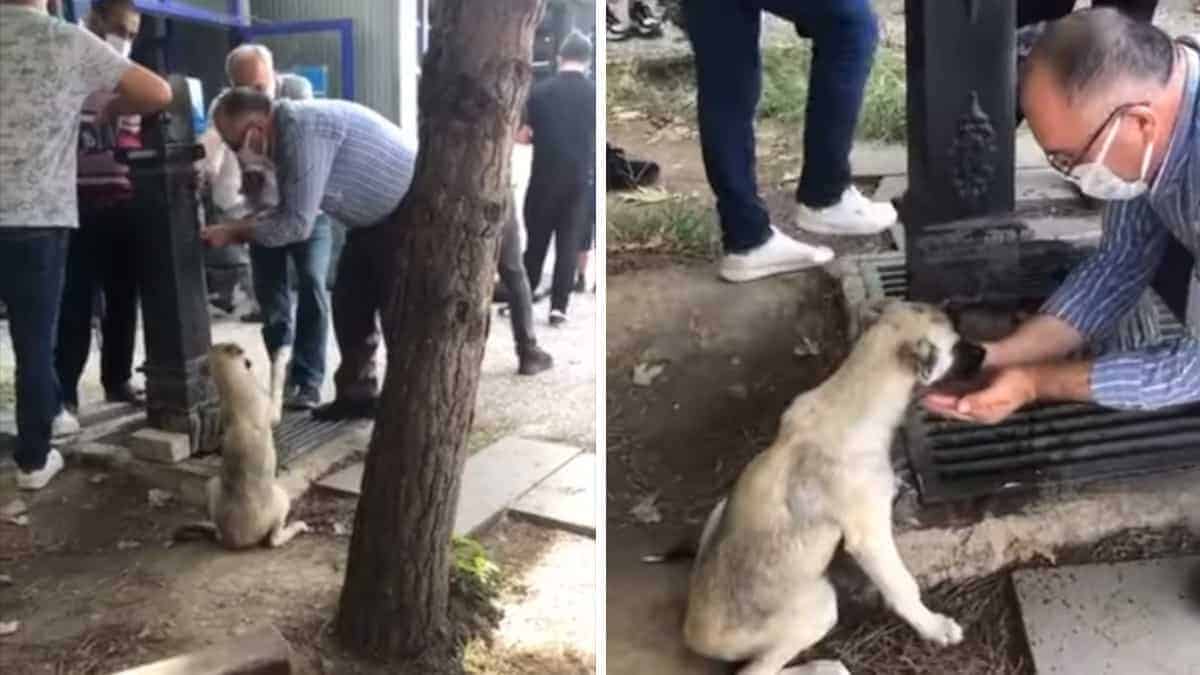 L’uomo raccoglie l’acqua nelle sue mani e disseta un cane di strada (Video)