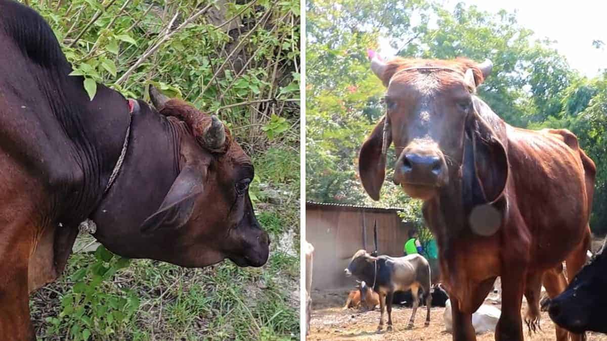 Questo toro maltrattato è cresciuto con una corda intorno al collo, ma libero è il più dolce degli animali