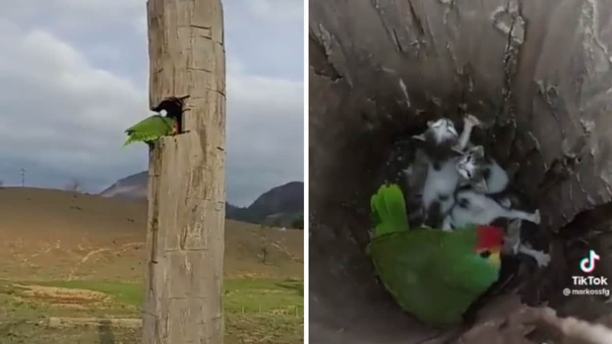 L’uomo ha sbirciato nel nido del suo pappagallo e ha visto che si stava prendendo cura di tre gattini indifesi. Li ha adottati tutti