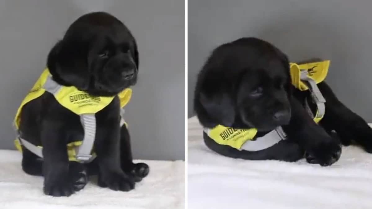 Il cucciolo non riesce a resistere al sonno il suo primo giorno alla scuola per cani guida