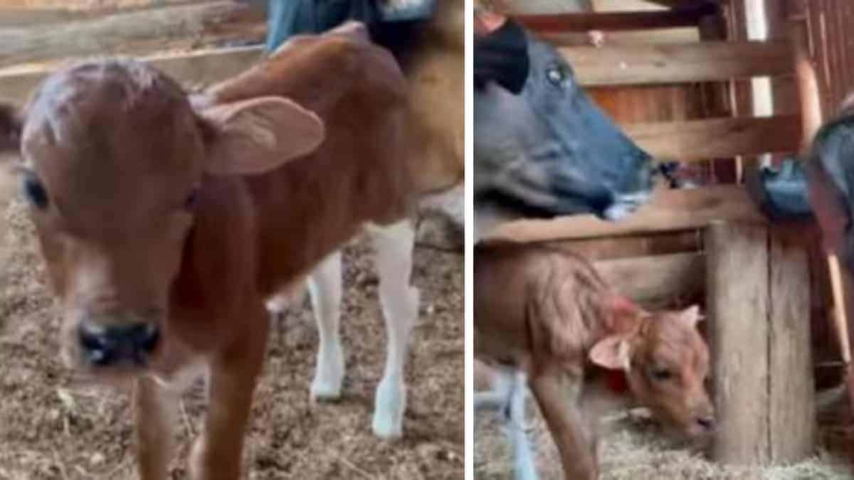 La mucca incinta riesce a scappare dal macello, dà alla luce il suo vitello e cerca aiuto