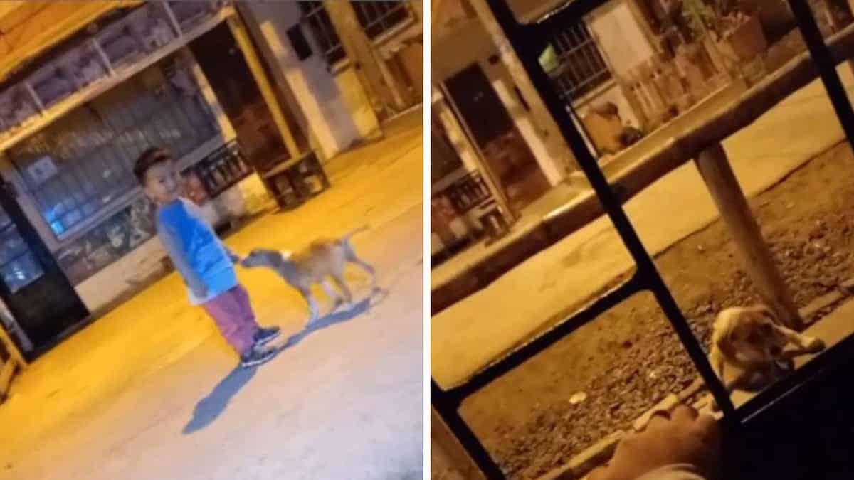 Bambino cerca di convincere i suoi genitori ad adottare un cucciolo che li ha seguiti a casa