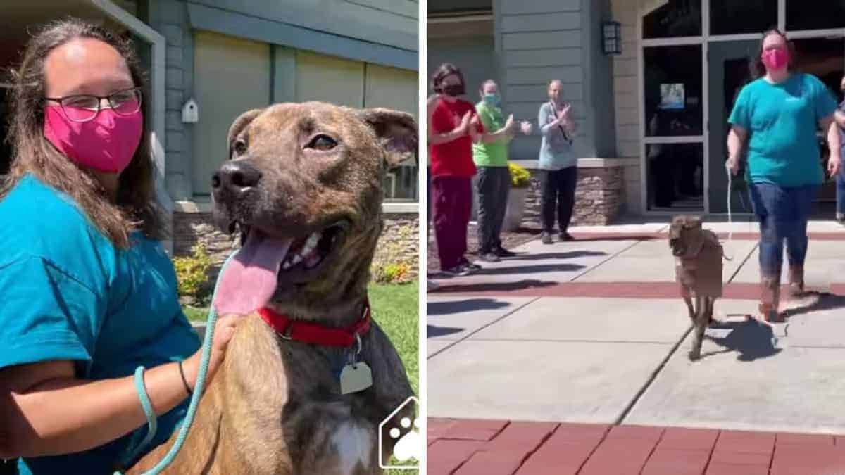 Adottano il cane che è stato nel rifugio più a lungo e lo mandano via con un applauso