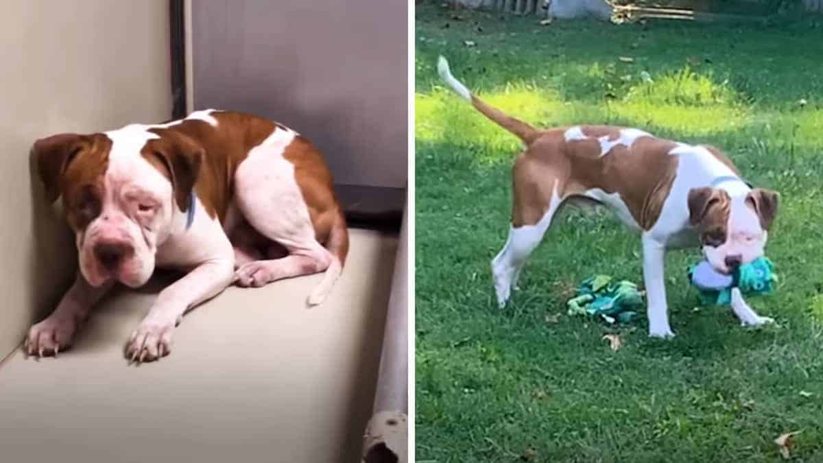 Un pitbull tremante non vuole uscire dall’angolo del rifugio, ma sente una voce e si fa avanti