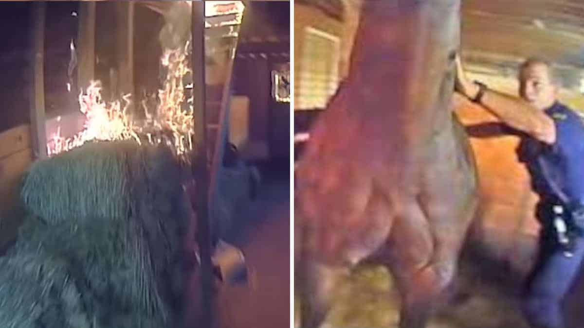 Eroici poliziotti rischiano la vita per salvare un cavallo terrorizzato dalle fiamme