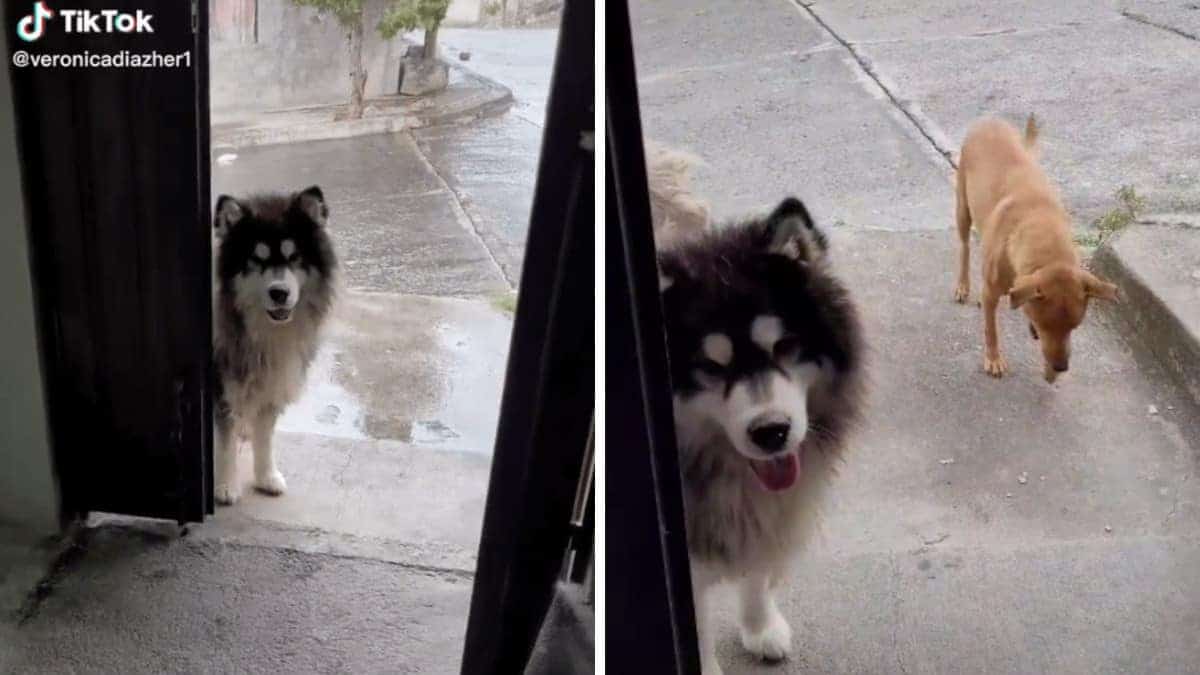 Cagnolino porta i suoi amici senzatetto a casa del vicino per dar loro da mangiare