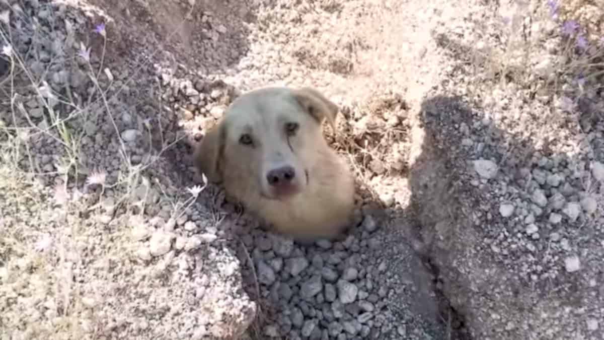 Incredibile salvataggio di una cagnolina sepolta con i suoi cuccioli [Video]