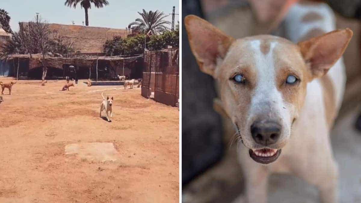 Il cane cieco corre eccitato nel riconoscere la voce del suo salvatore (Video)