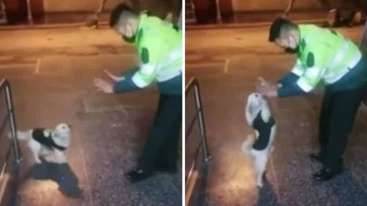 Il cucciolo si esibisce ballando una coreografia perfetta con un agente di polizia (Video)