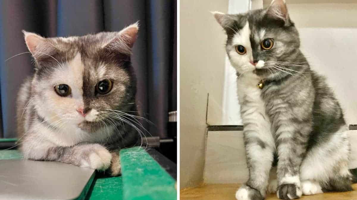 Gatto diventa davvero famoso per il suo curioso aspetto fisico