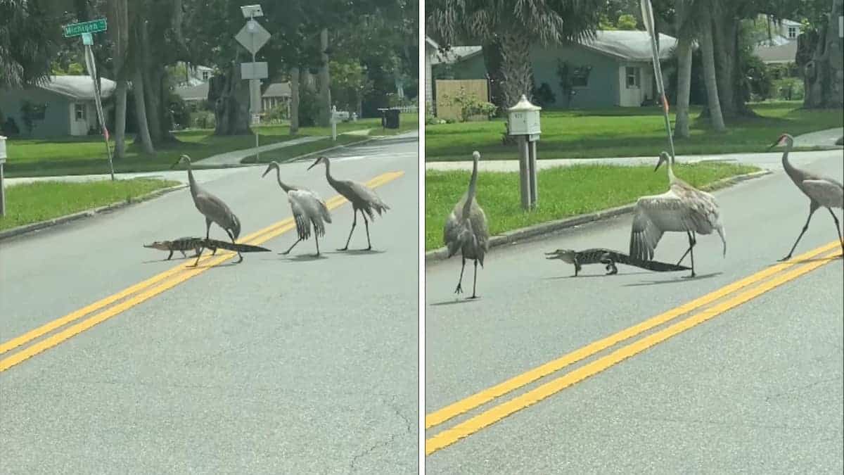 Un gruppo di gru accompagna un alligatore per attraversare la strada in sicurezza