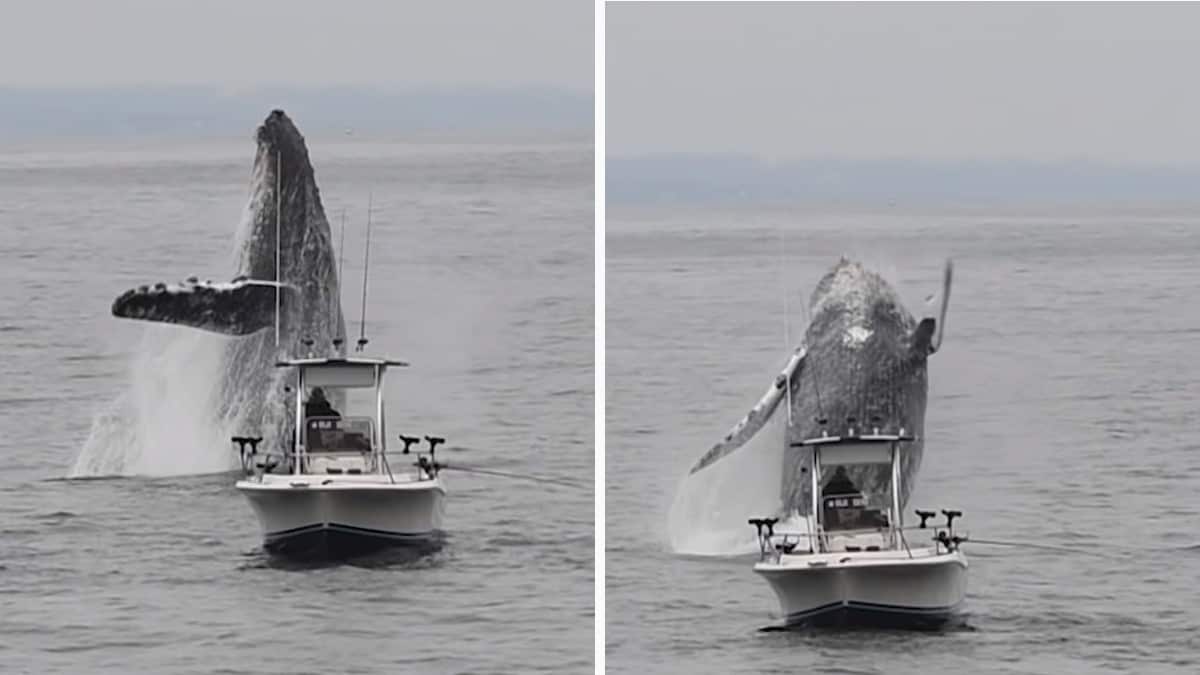 Video dell’incredibile salto di una balena gigante proprio accanto ad un barca