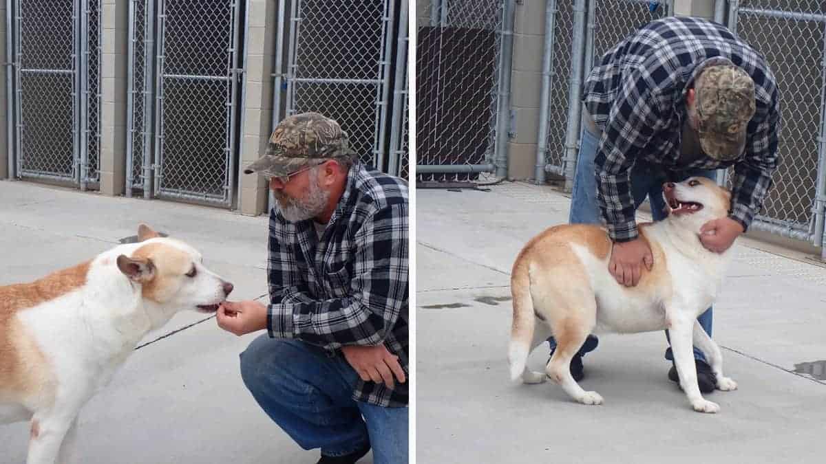 Il cucciolo è di nuovo felice dopo aver ritrovato il suo padrone dopo tre anni