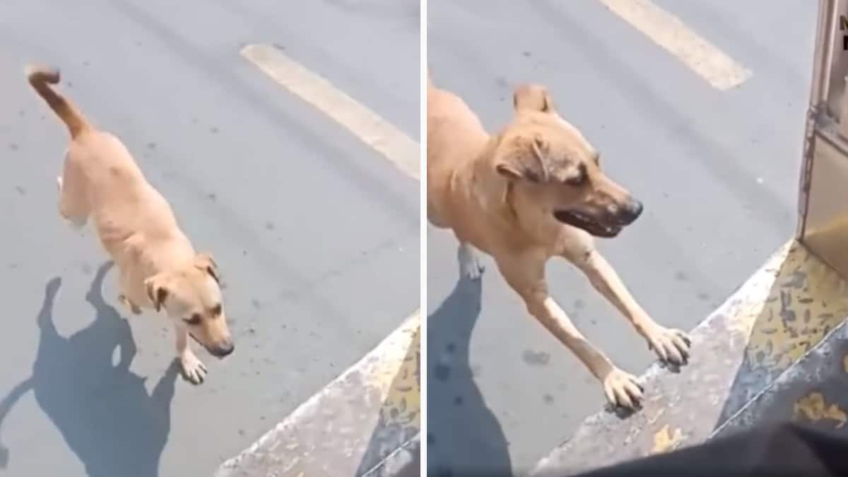 Il cane ha inseguito un autobus perché voleva che l’autista lo adottasse