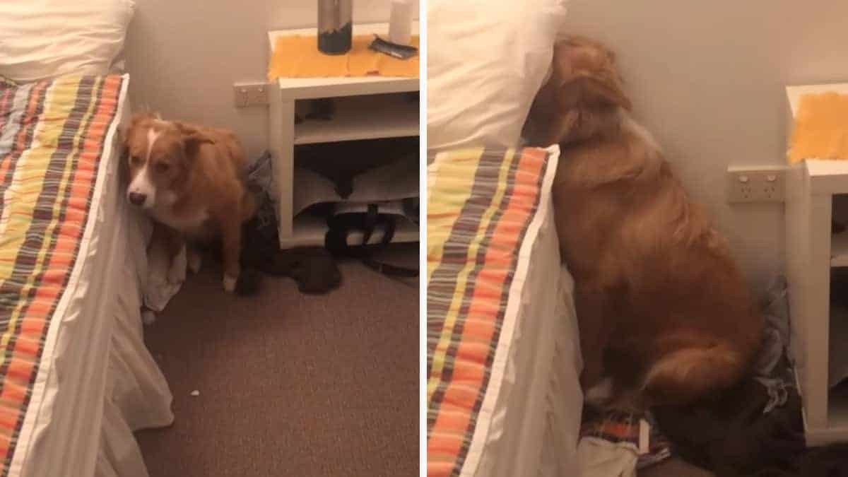 Il cucciolo si nasconde dopo aver danneggiato il cuscino del suo umano (Video)