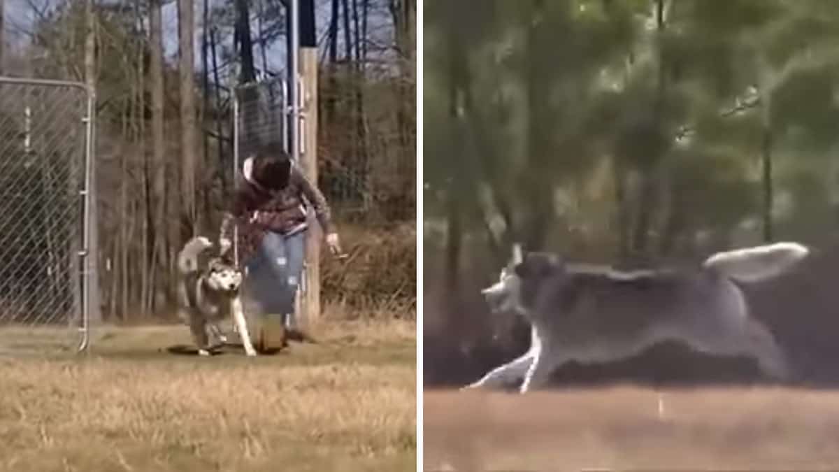 Dopo essere stato incatenato per tutta la vita, il cane riesce a correre libero