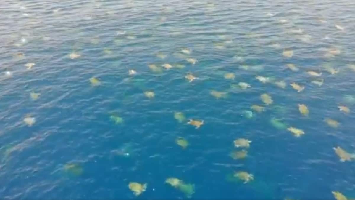 I ricercatori sorvolano la Grande barriera corallina con un drone, solo per scoprire un branco di 64.000 tartarughe marine