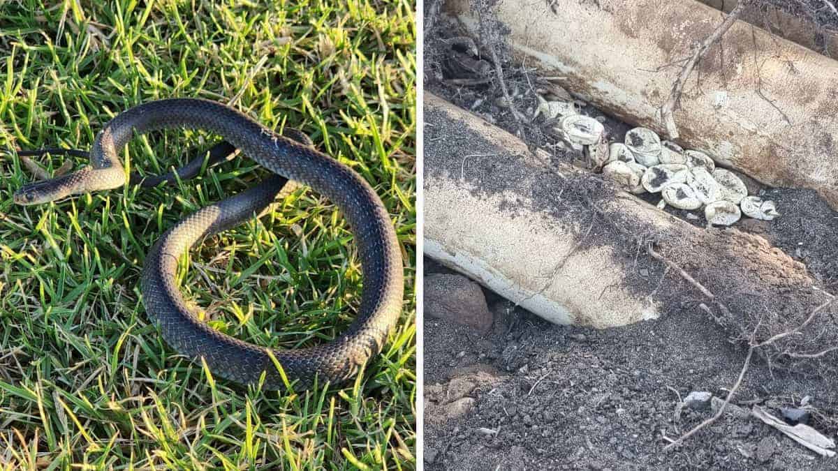 Un bambino segue un serpente pericoloso e scopre un nido contenente 110 uova nel giardino di casa sua