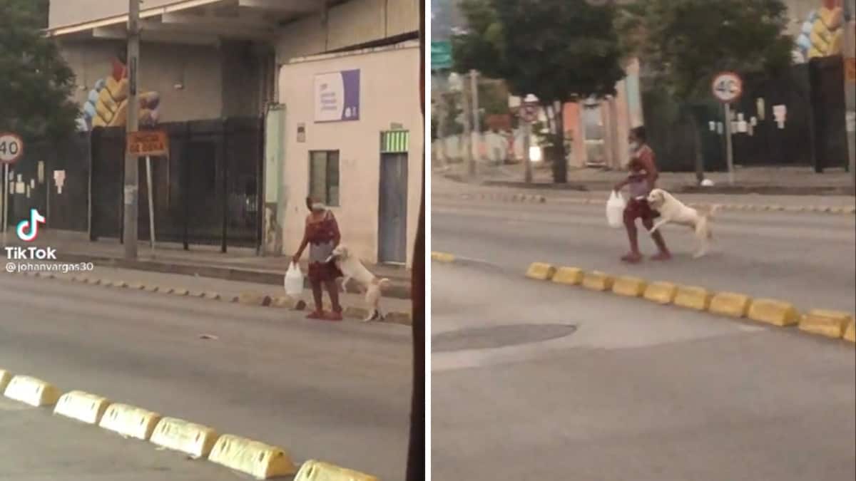 Prende il suo cucciolo per la zampa in modo che non corra rischi quando attraversa la strada