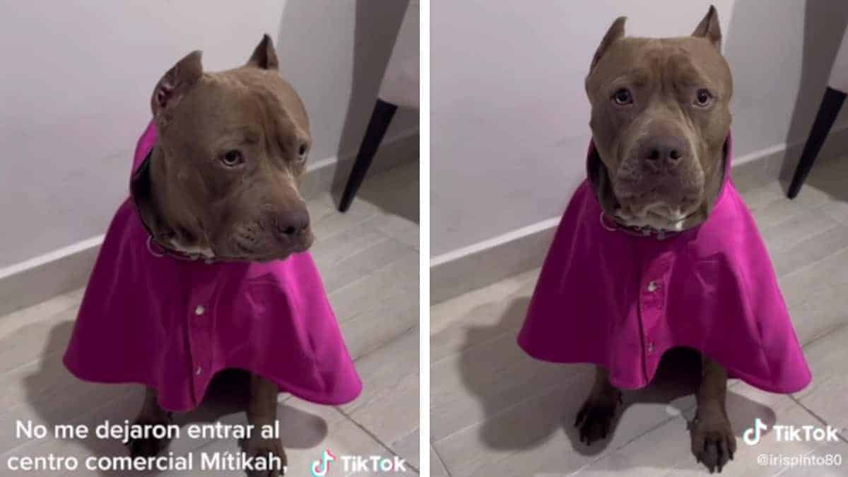 Centro commerciale rifiuta cane pitbull per via della sua razza: “Un poliziotto mi ha detto che era aggressiva”