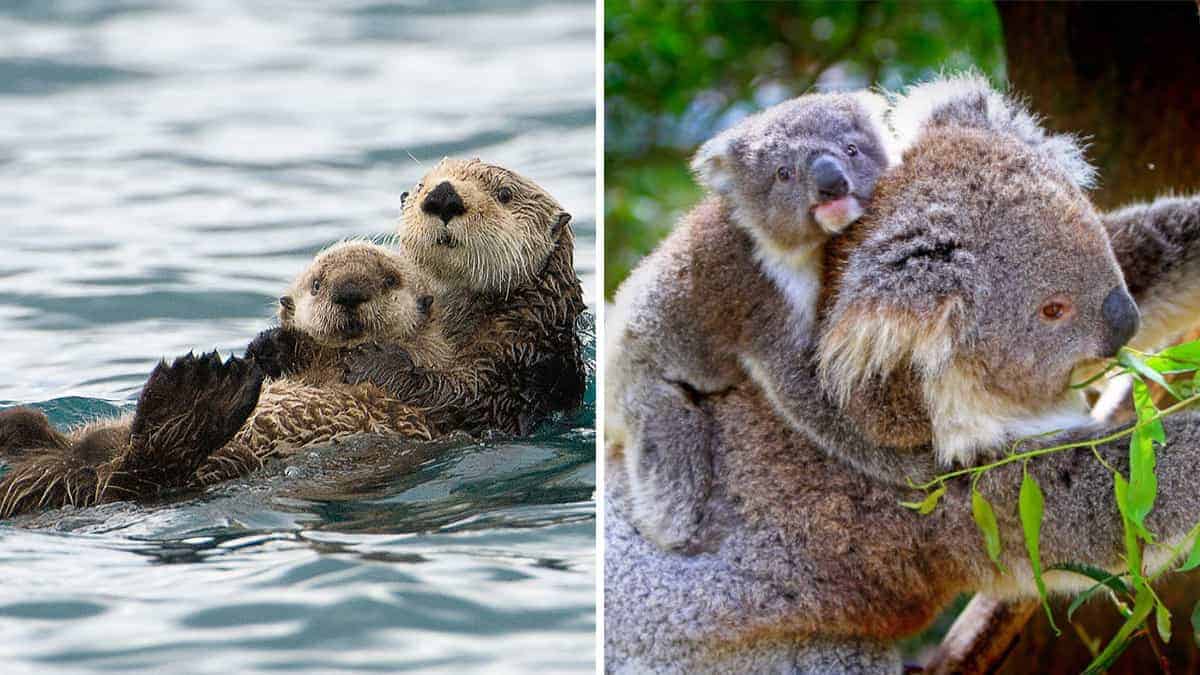 11 foto che mostrano l’amore materno nella sua forma più pura