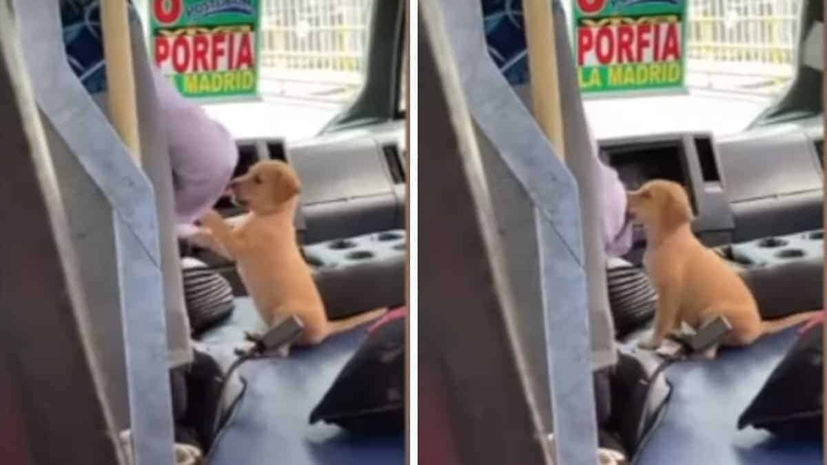 L’autista dell’autobus porta con sé il suo cucciolo per non lasciarlo solo