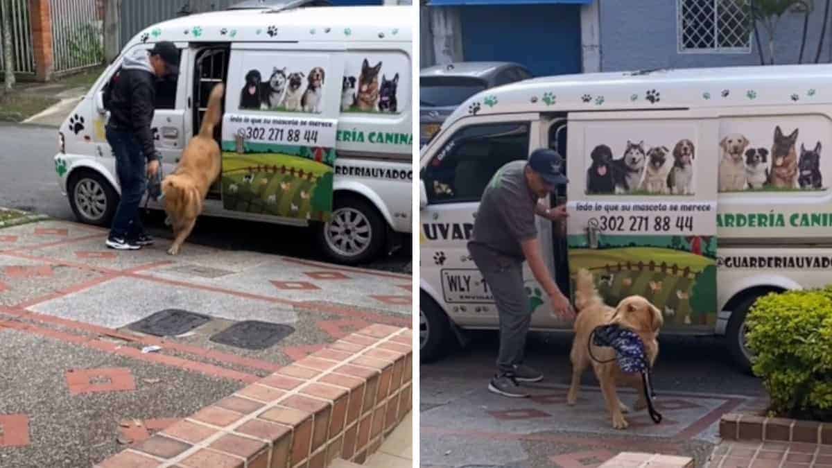 Il cagnolino porta il cestino del pranzo quando torna a casa dall’asilo e emoziona gli utenti: “Mi sono innamorato”