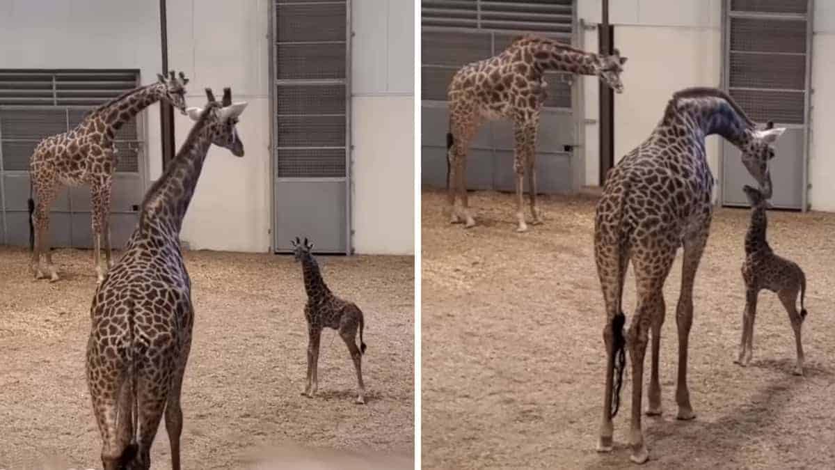 La piccola giraffa scioglie milioni di cuori quando incontra il papà per la prima volta (Video)