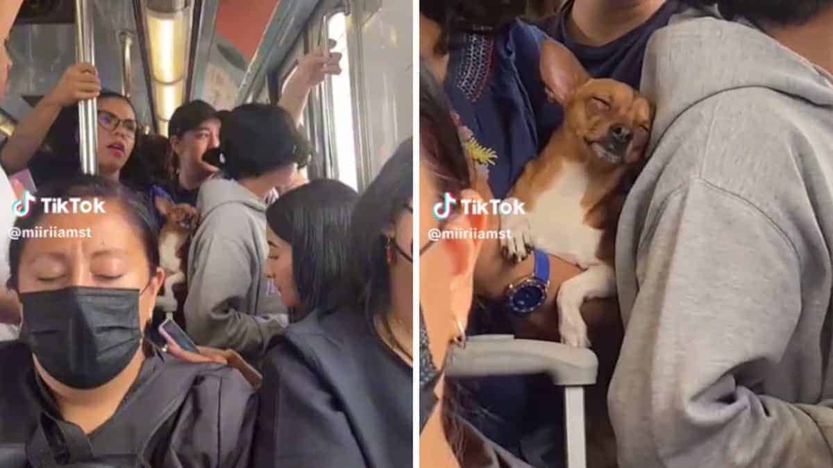 Chihuahua si addormenta nella metropolitana, è così carino che è diventato virale (Video)