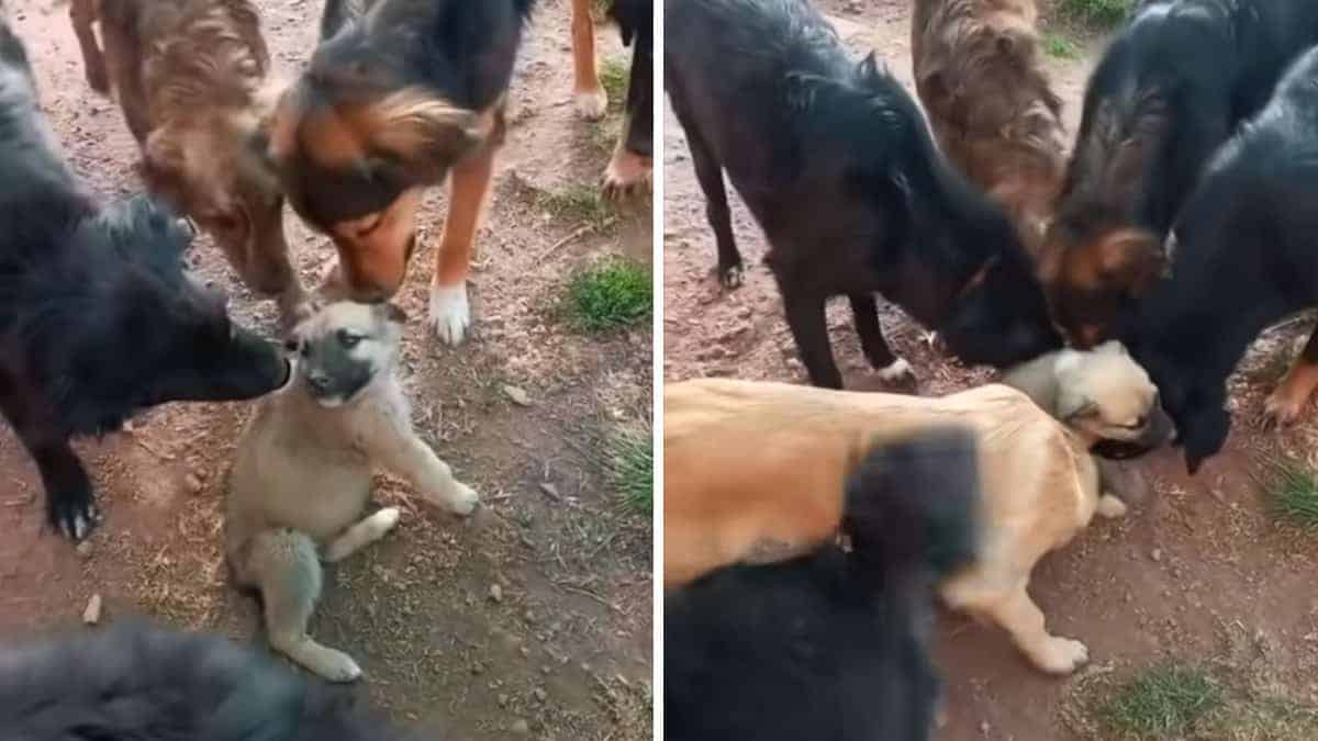 I cani accolgono il nuovo cucciolo nel santuario. Il video riempie i cuori