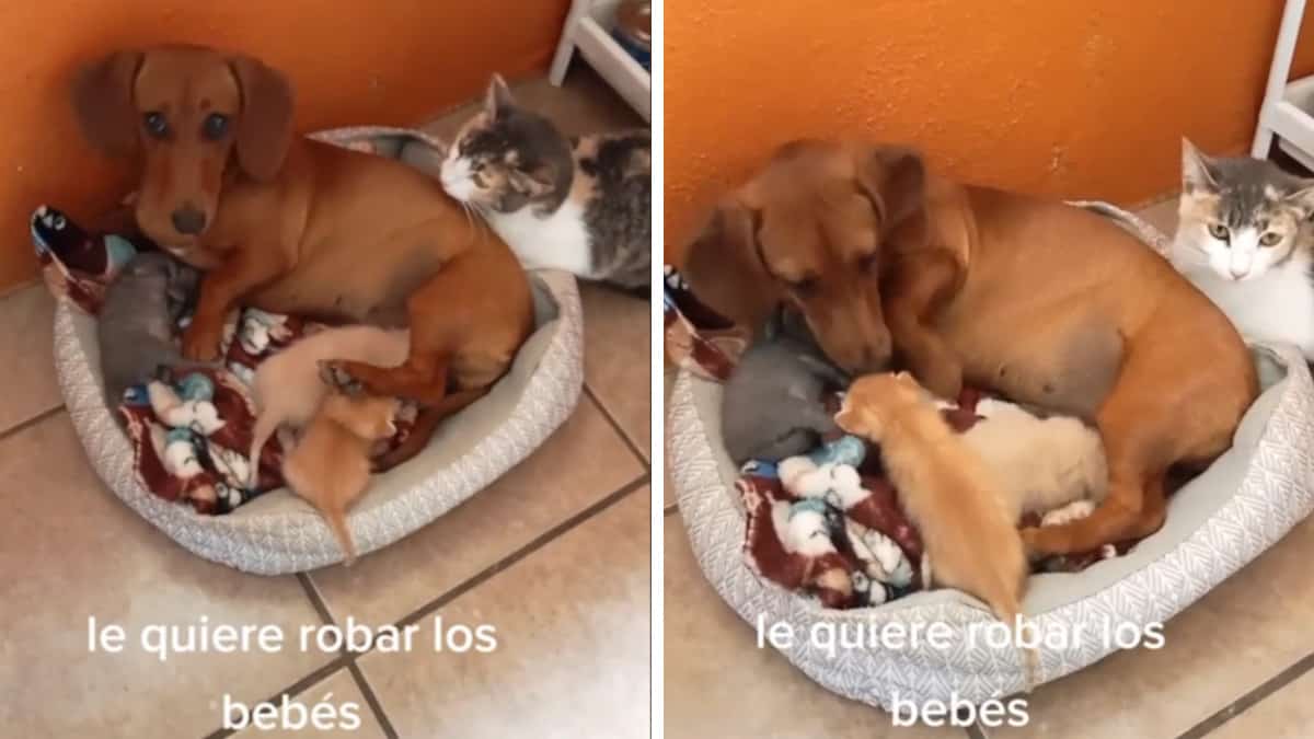 Cane ha ‘rubato’ 3 cuccioli a una gattina e li ha adottati come se fossero suoi figli: