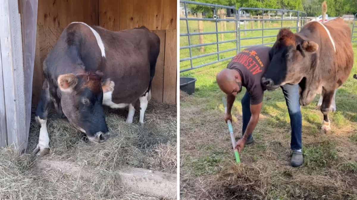 Coppia adotta una mucca di 19 anni ritenuta “inutile”. Eccoli insieme (VIDEO)