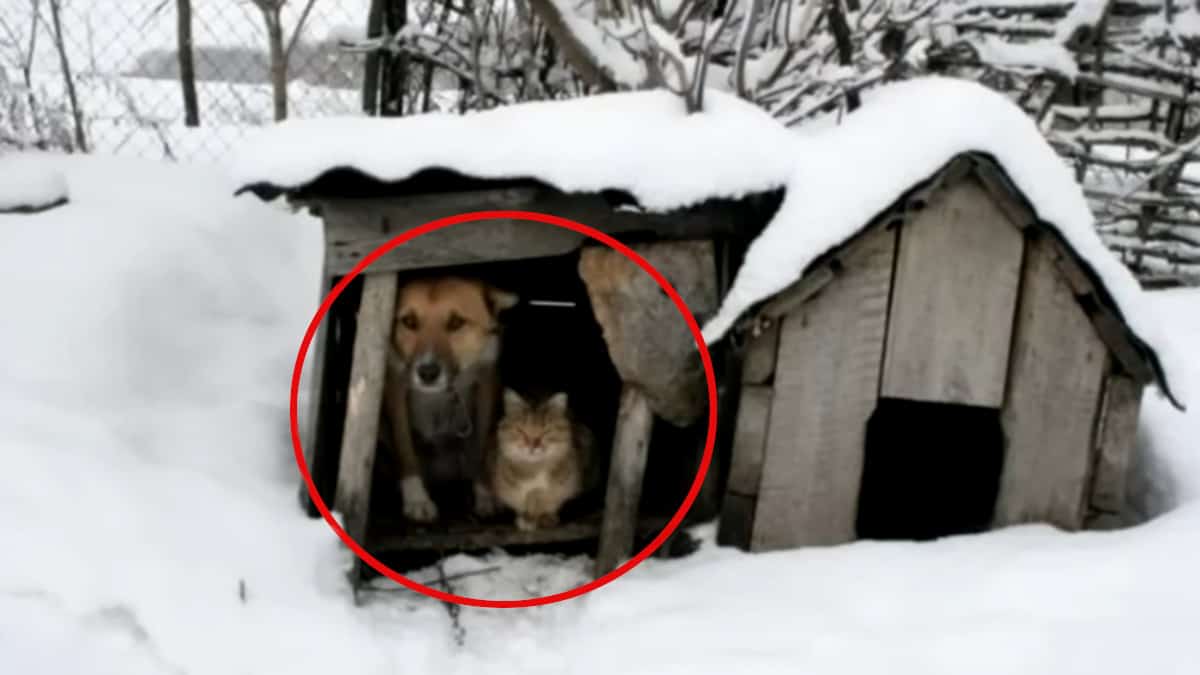 Dopo essere stata cacciata dalla proprietaria, la gatta incinta trova rifugio e affetto nel cane del vicino.