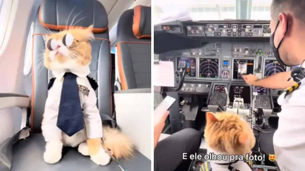 Il pilota porta il suo gattino in uniforme sull’aereo e l’equipaggio chiede delle foto (Video)