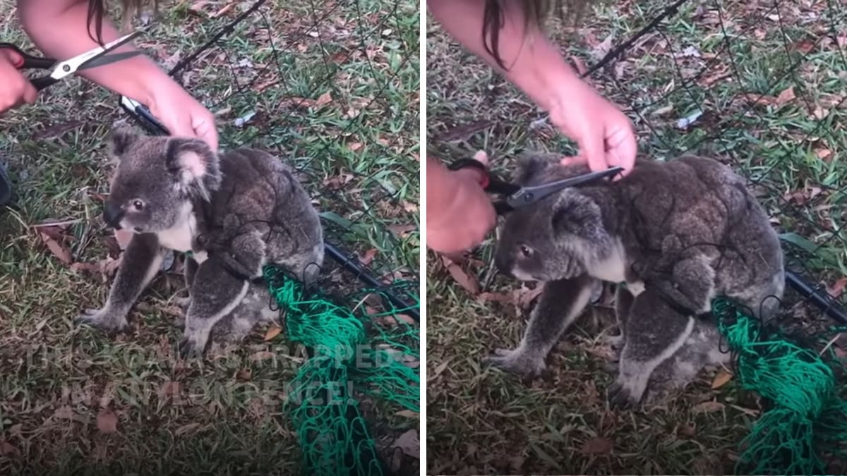 Una donna libera il koala dal recinto e il suo “grazie” ha toccato oltre 1,5 milioni di cuori