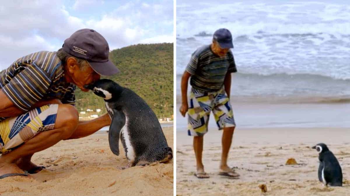 Il pinguino nuota per 8.000 Chilometri ogni anno per visitare l’uomo che gli ha salvato la vita