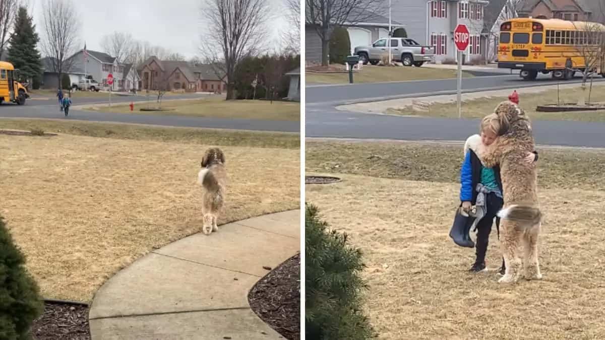 Il cagnolino abbraccia il fratellino dopo la scuola e scioglie milioni di cuori (Video)