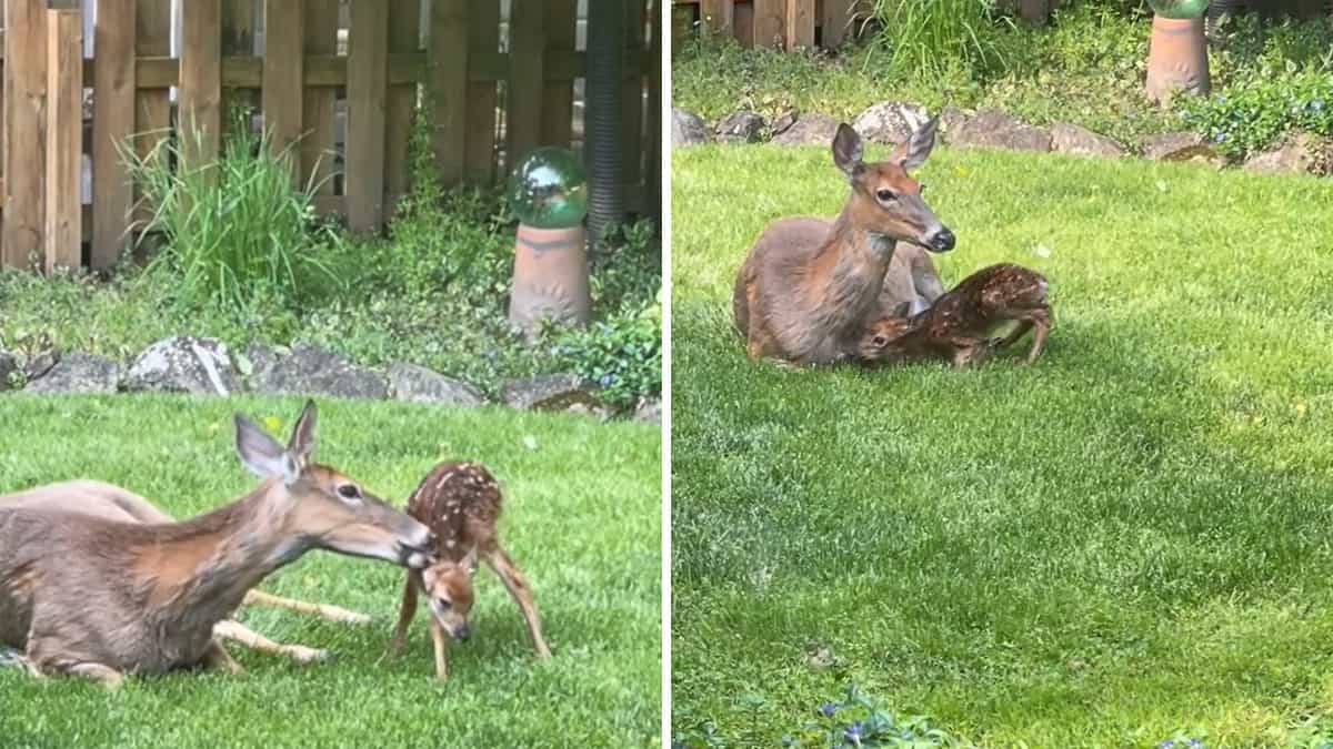 Un uomo è testimone di un ‘miracolo’: un cervo entra nel suo cortile, ma ne escono quattro