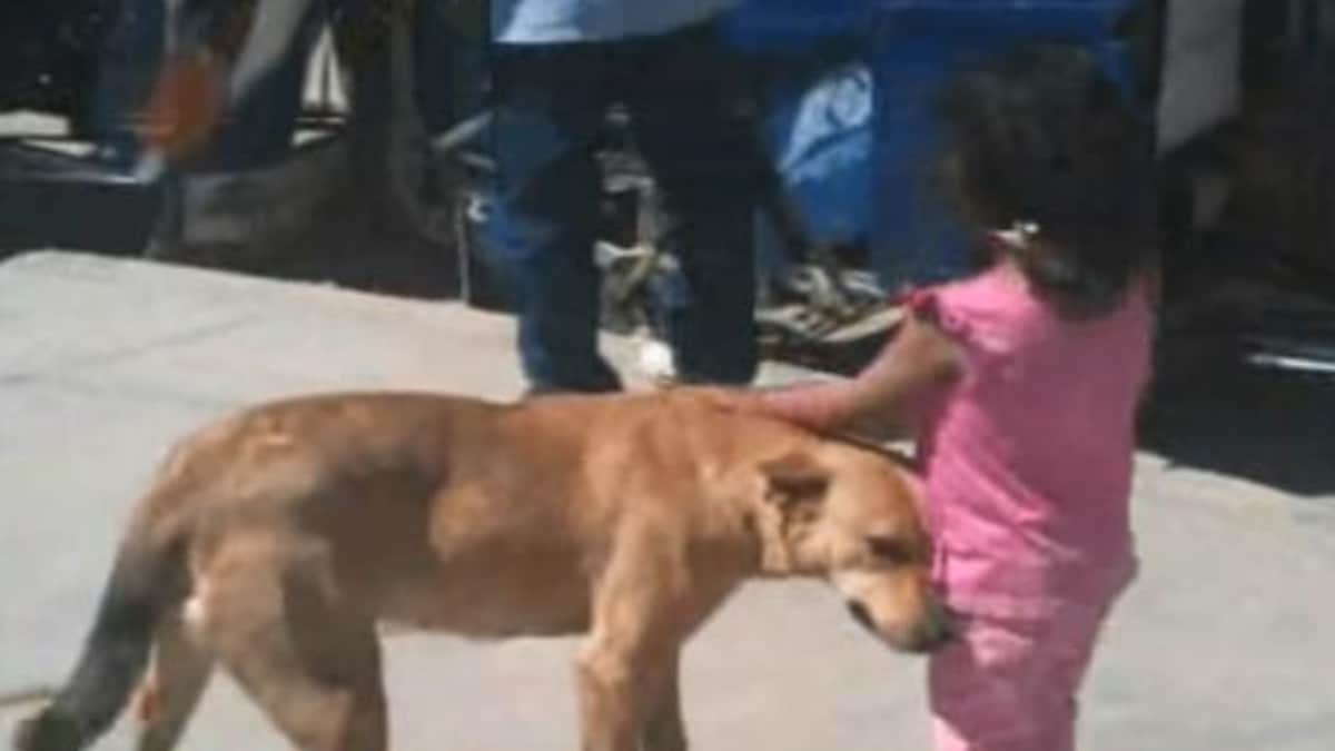 Eroe a 4 Zampe: Il cagnolino aiuta una bimba smarrita e la guida a casa