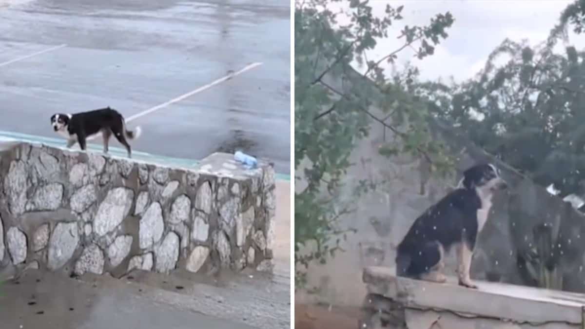 Abbandonato all’aeroporto, questo cane aspetta da un anno che qualcuno torni a prenderlo.