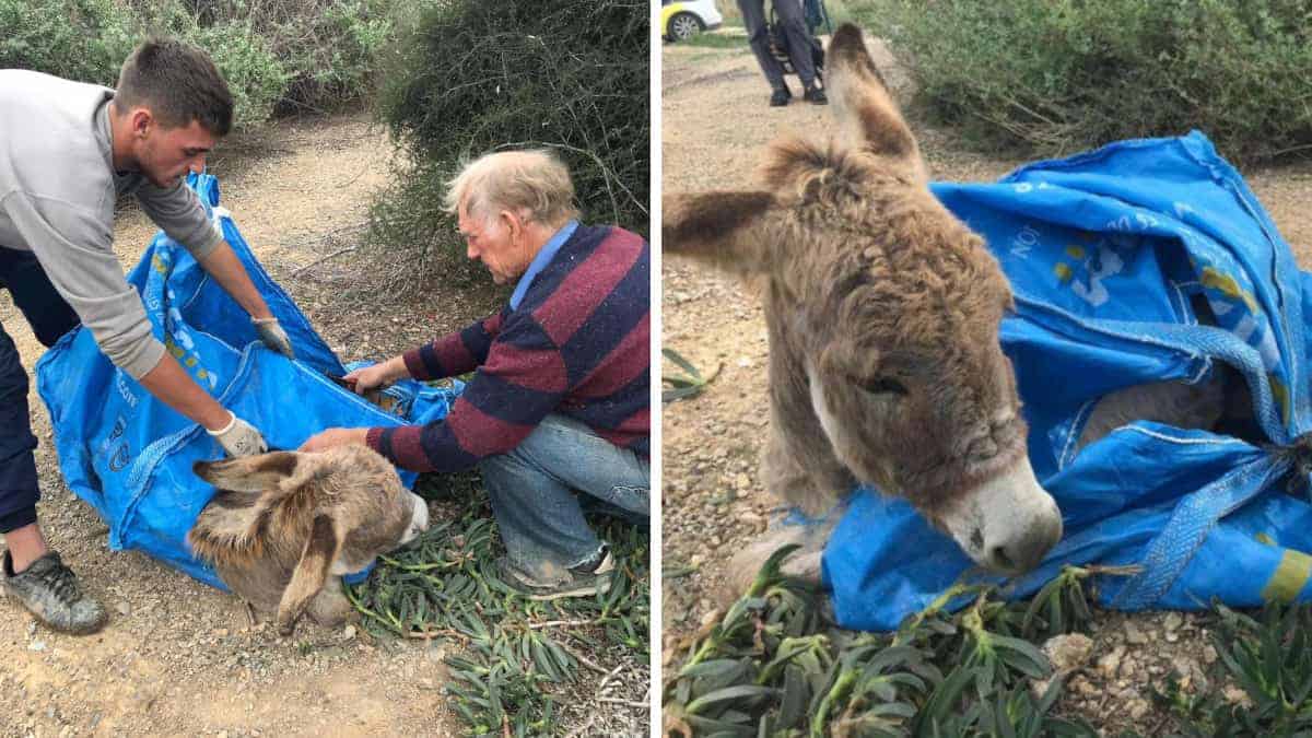 Il baby asino che ha trascorso 24 ore chiuso in un sacchetto, riceve tutto l’amore prima di partire