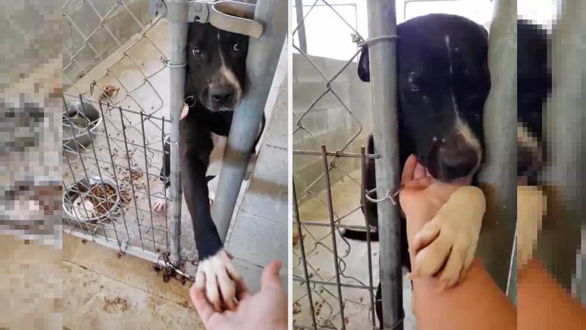 Cane in rifugio cerca di dare la zampa a chiunque passi, sperando in un’adozione.