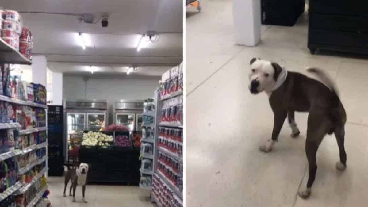 Il Pit Bull abbaia insistentemente al supermercato: la ragione commuove profondamente tutti.