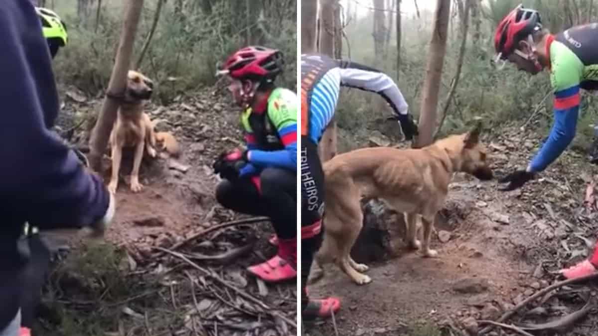 Ciclisti soccorrono un cane abbandonato legato a un albero, cambiandogli il destino