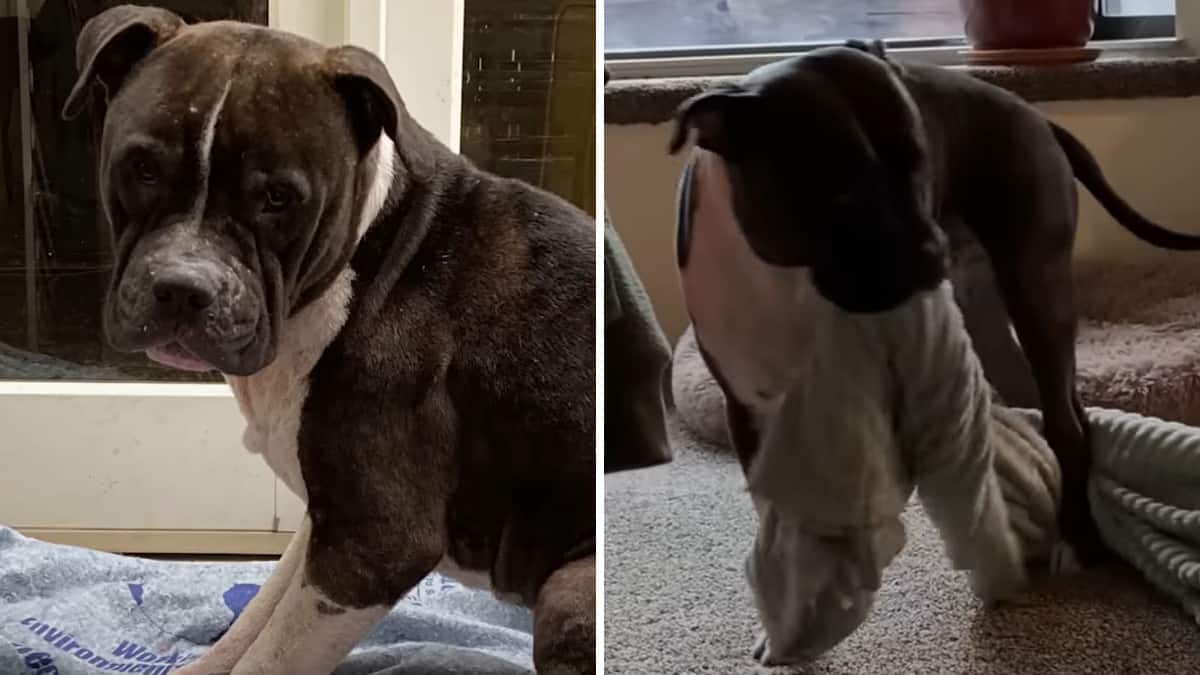 Il cane salvato dai combattimento porta sempre con sé la sua coperta rassicurante