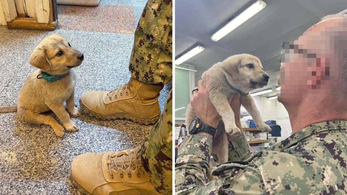 Un cucciolo randagio trovato e soccorso mentre girovagava vicino alla base militare