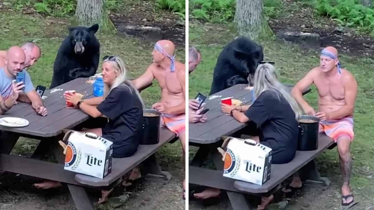 L’orso nero selvaggio si unisce al picnic di famiglia e ordina panini con burro di arachidi e pomodoro